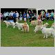 Southern Golden Retriever Society Display Team